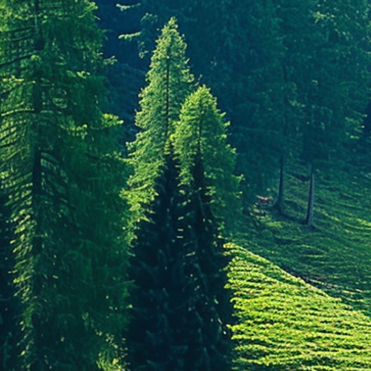 Jolly Chef Degradable Paper Tableware Collection Main Image describing lush green forest featuring tall coniferous trees with varying shades of green, creating a serene natural landscape.