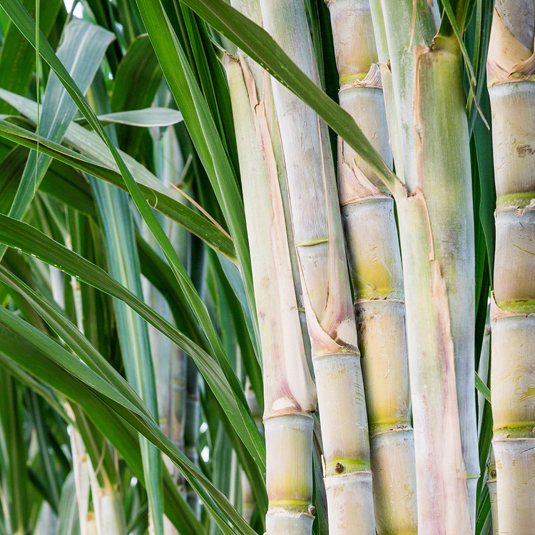 Jolly Chef Compostable Tableware Collection Main Image featuring a bunch of sugarcane as background.