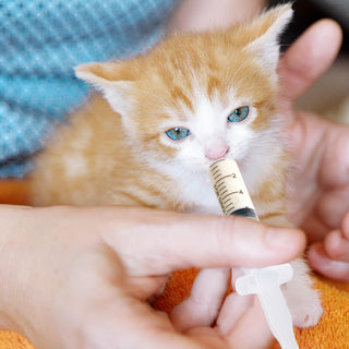 10ml/ 20ml Measuring Plastic Shot Syringes with Tip Cap - Feeding Pets & Scientific Labs - Jolly Party - JOLLYCHEF